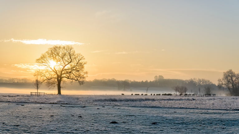 Winter sun rising over the frosty parkland at Croome, Worcestershire